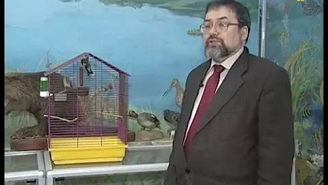 Щеглы – веселые птицы