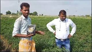 Khali Result in Chilly Crop (Smith N Chemical India Ltd)