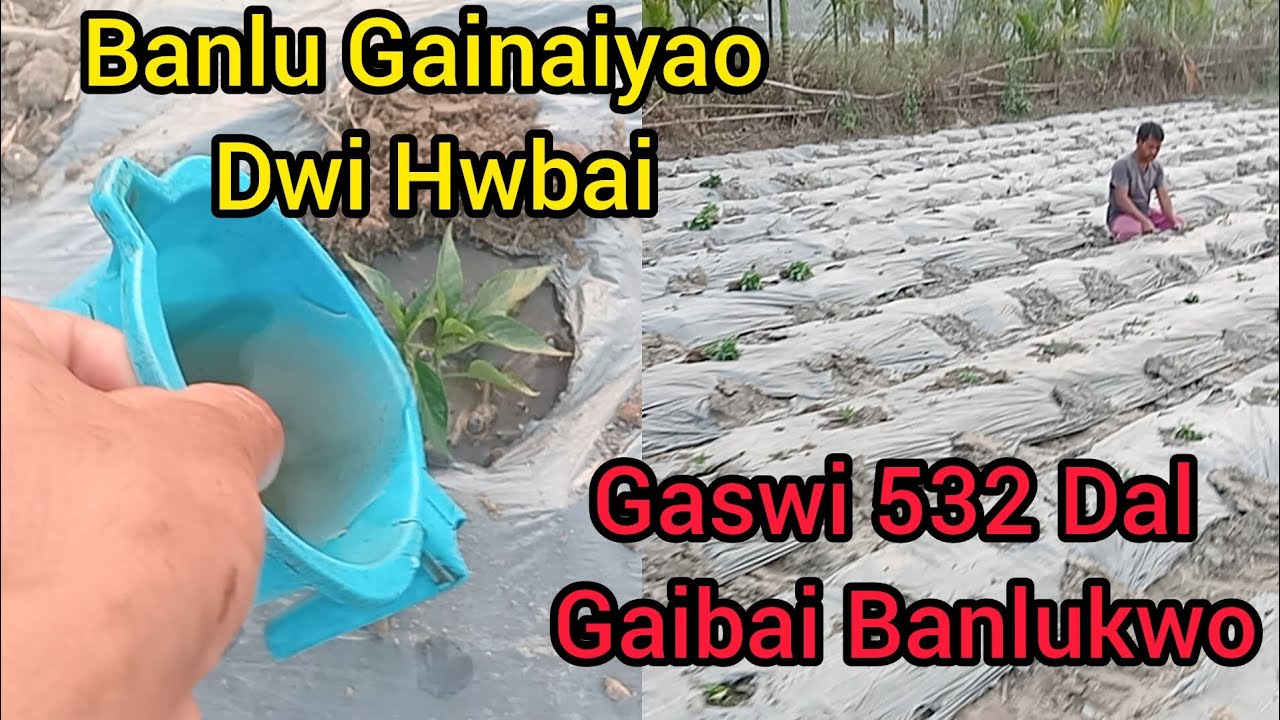 Banlu Gainaiyao Dwi Hwbai ll 532 Dal Banlu Gaibai 🌱 🌶️ Ep.85