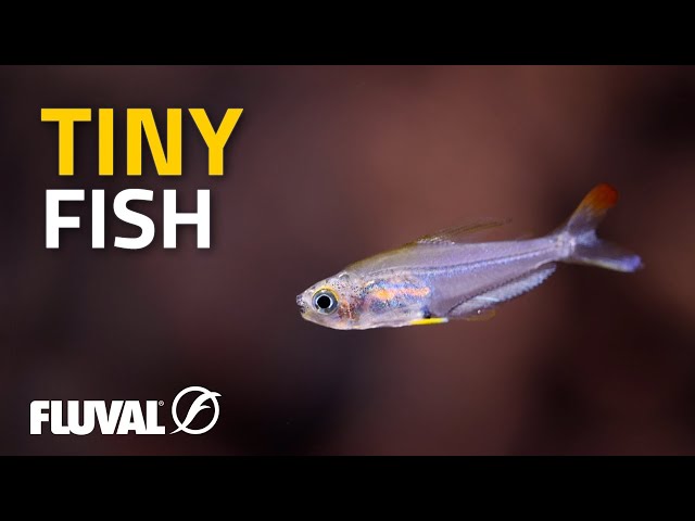 TINY FISH: A Summary of Small Species for Aquariums! 
