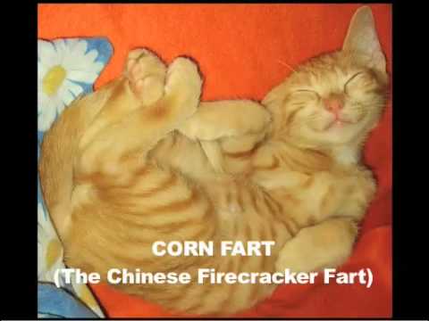 Tabby Farts Tabby Farts