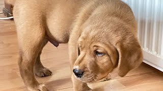 6 weeks is old pups, Labrador retriever by Elena Smirnova 299 views 1 month ago 1 minute, 18 seconds