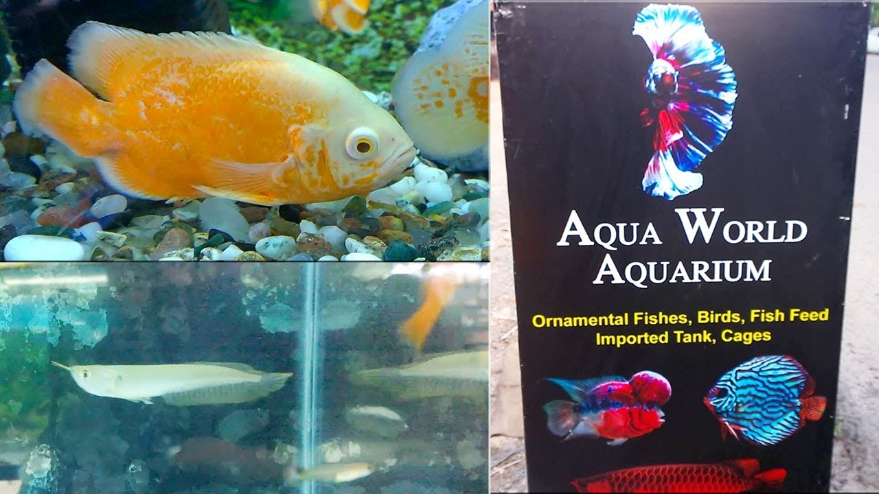 where to buy pet fish near me