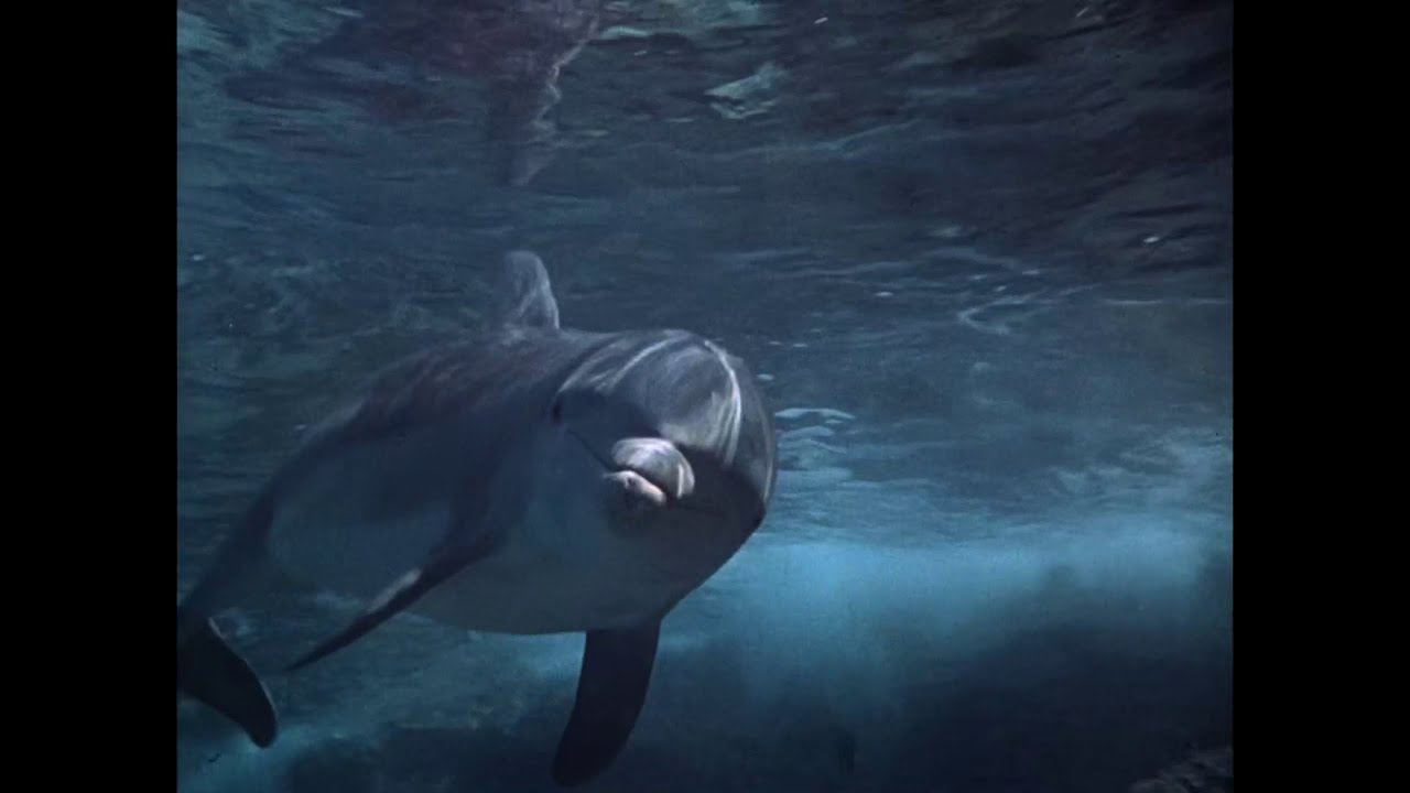 Flipper (1964-1967) - S2E06 - Intro - Junior Ranger - Brian Kelly - Luke Halpin - Tommy Norden