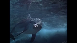 Flipper (1964-1967) - S2E06 - Intro - Junior Ranger - Brian Kelly - Luke Halpin - Tommy Norden