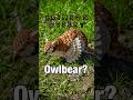 How to Get FEATHERED WEASEL Pet in Crimson Desert