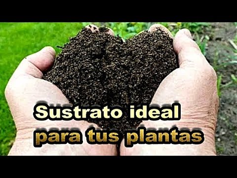 Vídeo: Ingredientes Para Substratos