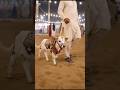 Beautiful Small Cow 🐄❤️ | Cutest Cow EverTiny Cute Cow Moments 😍🐄