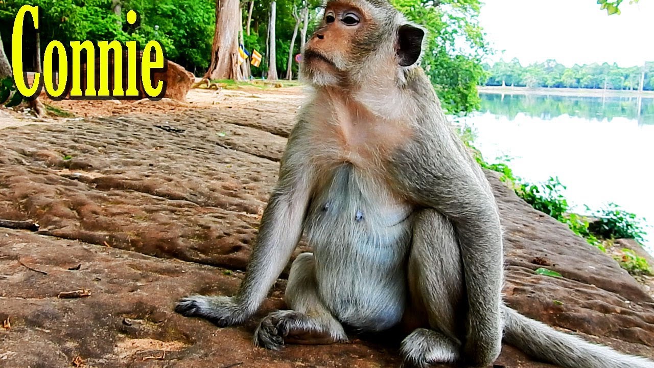 Monkey Connie gentle but during a few years she no any babies now she lonely