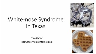 Wildlife Diversity Webinar Series - Invasion Dynamics in Texas of the Fungus that causes White nose
