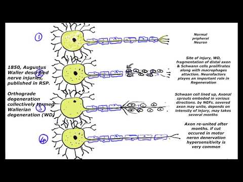 Video: En Lille Peptidantagonist Af Fas-receptoren Hæmmer Neuroinflammation Og Forhindrer Axon-degeneration Og Retinal Ganglioncelledød I En Inducerbar Musemodel Af Glaukom