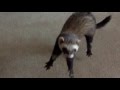 Ferris the Ferret does a Weasel War Dance