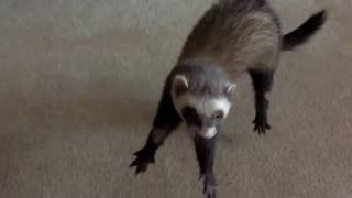 Ferris the Ferret does a Weasel War Dance