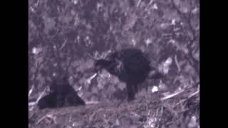 May 22 2024 Two Young Eagles near Hway 56 & CR 23 by Ronald Hunt 9 views 8 days ago 3 minutes, 4 seconds