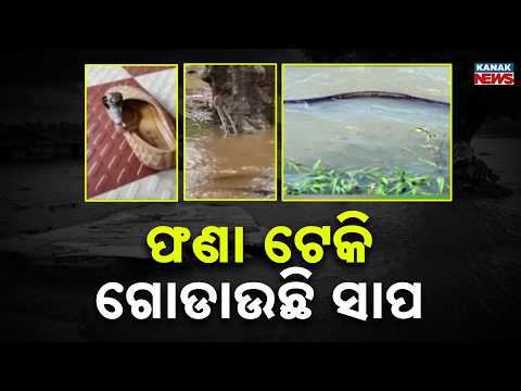 Snake Alert! Rising Floodwaters Increase Snakebite Risk Across Odisha During Monsoon