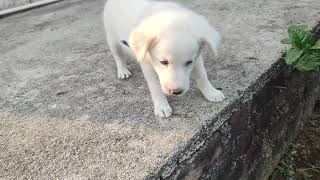 Little puppy roaming in garden