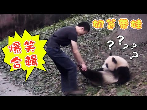 《熊貓早晚安》奶爸“坑娃”圖鑒 | iPanda熊貓頻道