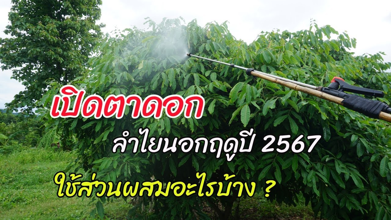 แชร์สูตรเปิดตาดอกลำไยนอกฤดูปี 2567 เล่าให้ฟังแบบละเอียดครับ