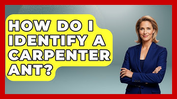 How Do I Identify A Carpenter Ant? - Reptilian Wonders