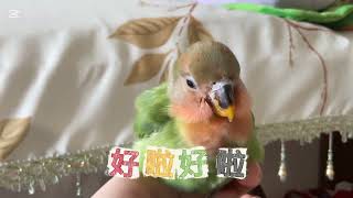 可爱的小鸡仔#鹦鹉#birds #牡丹鸚鵡 #超可爱