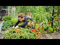 Follow these 5 Steps to a Beautiful and Productive No Dig Garden  - Free Range Homestead Ep 37