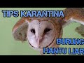 Tips Karantina Burung Hantu