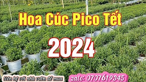 Hoa Cúc Pico tết 2024