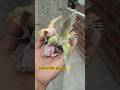 Budgie breeding 🐥🐣 2026 || Mini Colony budgie #shorts #birds #parrot #parakeet #viral #trending
