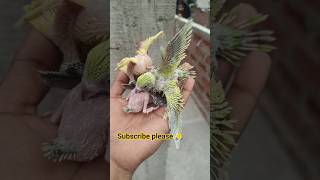 Budgie breeding 🐥🐣 2026 || Mini Colony budgie #shorts #birds #parrot #parakeet #viral #trending