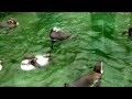 Зимние купания пингвинов. Зоопарк в Вене. 12 декабря 2014 г.
