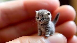 Cute Baby Animals Videos Compilation | Funny and Cute Moment of the Animals