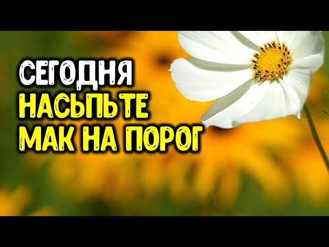 Сегодня насыпьте немного мака на порог в Маковей в любое время