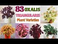 83 OXALIS TRIANGULARIS SPECIES | Oxalis Plant Varieties with Names | Plant and Planting