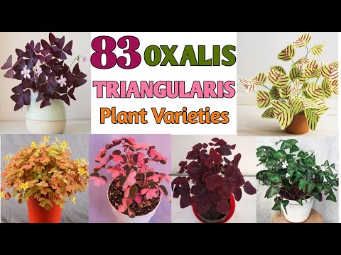 Vídeo: Cultivar Oxalis a l'aire lliure - Més informació sobre la cura de les plantes d'Oxalis als jardins