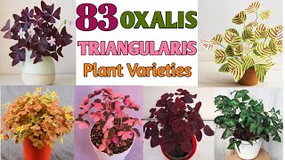 83 OXALIS TRIANGULARIS SPECIES | Oxalis Plant Varieties with Names | Plant and Planting