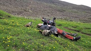 Family of Hoary Marmots Use Sweat as a Salt Lick || ViralHog