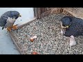 Cal falcons displaced chick  tests archies incubation skills  2024 apr 23