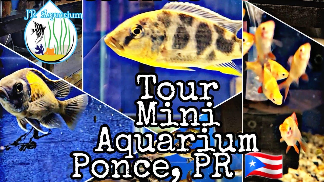 😱 Tour & Entrevista, Mini Aquarium en Ponce Puerto Rico🇵🇷 🐠JR