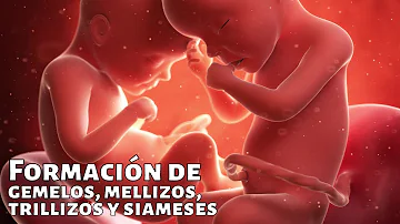 ¿Pueden dos espermatozoides formar un bebé?