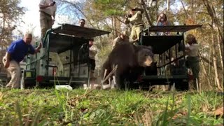 Orphaned bear cubs released back into the wild