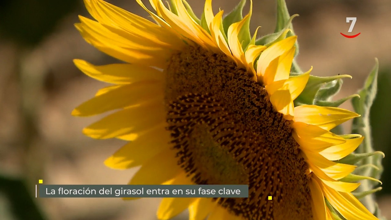 Flash El campo al día (15/07/2026): La floración de girasol entra en su fase clave
