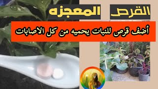 الاسبرين وفوائده السحريه للنبات ، قرص واحد يحمى  الجذور من الاعفان والنبات ويقويه