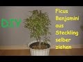 Ficus Benjamini Benjamina Selber Ziehen Pflanze Vermehren Und Züchten DIY Anleitung Ficus Benjamini Benjamina Selber Ziehen Pflanze Vermehren Und Züchten DIY Anleitung