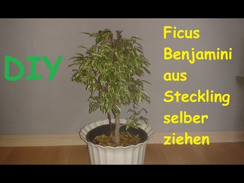 Video: Pferdeschwanz-Palmen-Bonsai-Pflege - Pferdeschwanz-Palmen in Bonsai-Exemplare schneiden