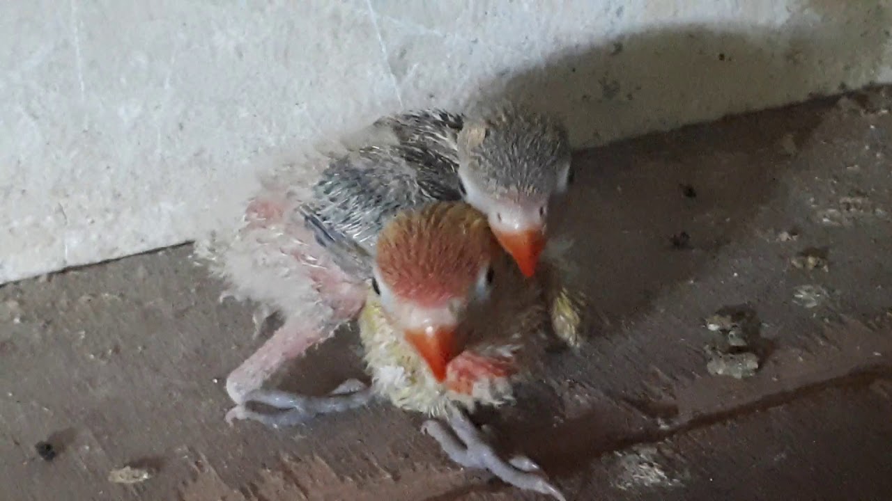 Anakan LoveBird 