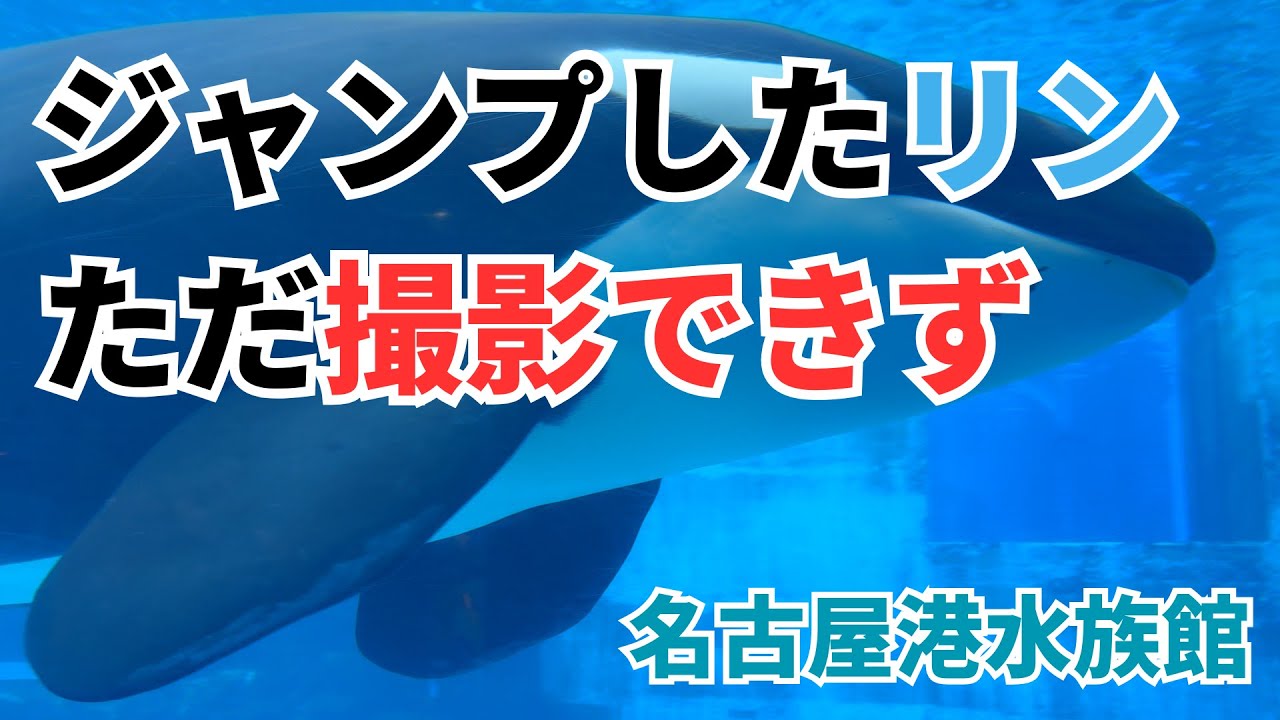 【名古屋港水族館】シャチのリン、ジャンプをついに披露（ただ撮影に失敗）