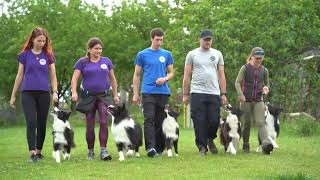 Border Collie - Hyper Paw kennel by Ellany Ipša - Border Collie Hyper Paw kennel 38 views 3 days ago 3 minutes, 31 seconds