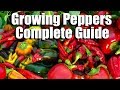 How to Grow Peppers from Seed to Harvest // Complete Guide with Digital Table of Contents