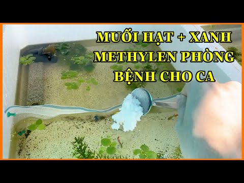 Video SÁT TRÙNG BỂ CÁ BẢY MÀU BỊ DÍNH NẤM BẰNG XANH METHYLEN... - youtube