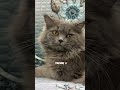 Tunday✌🏻 #viral #cat #catentertainment #catmusic #kitten #catvideos #cute #shorts #funny #catshorts
